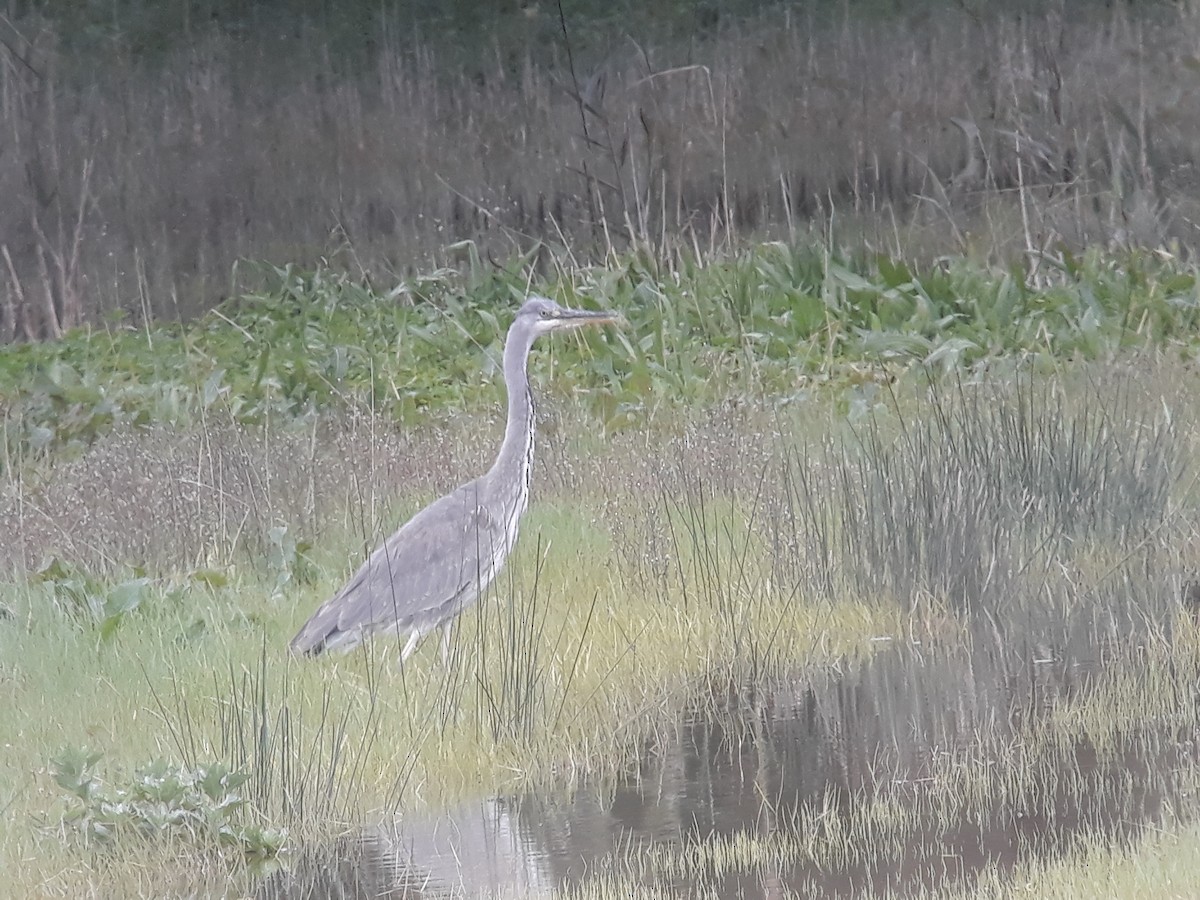 Gray Heron - ML189637261