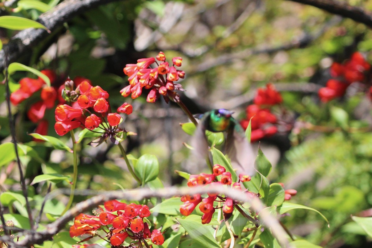 Fiery-throated Hummingbird - ML189637281