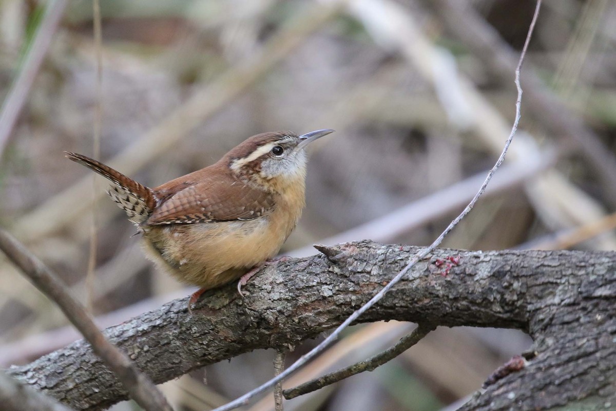 Carolina Wren (Northeast Mexico/South Texas) - Michael O'Brien