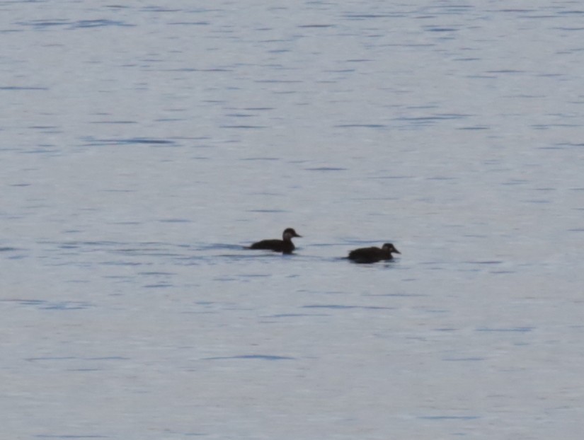 Surf Scoter - ML189638281