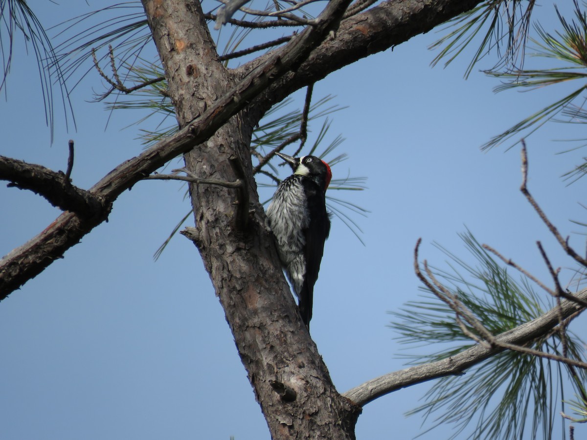 Acorn Woodpecker - ML189639081