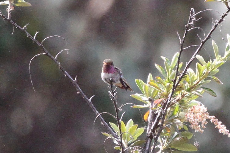 Volcano Hummingbird - ML189640981