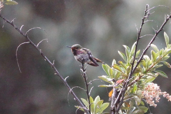 Colibrí Volcanero - ML189641031