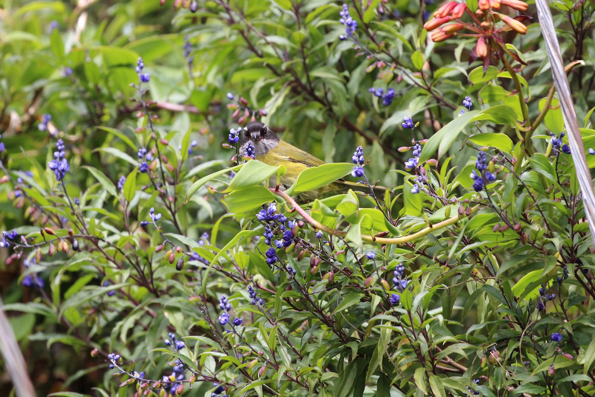 Sooty-capped Chlorospingus - ML189641281