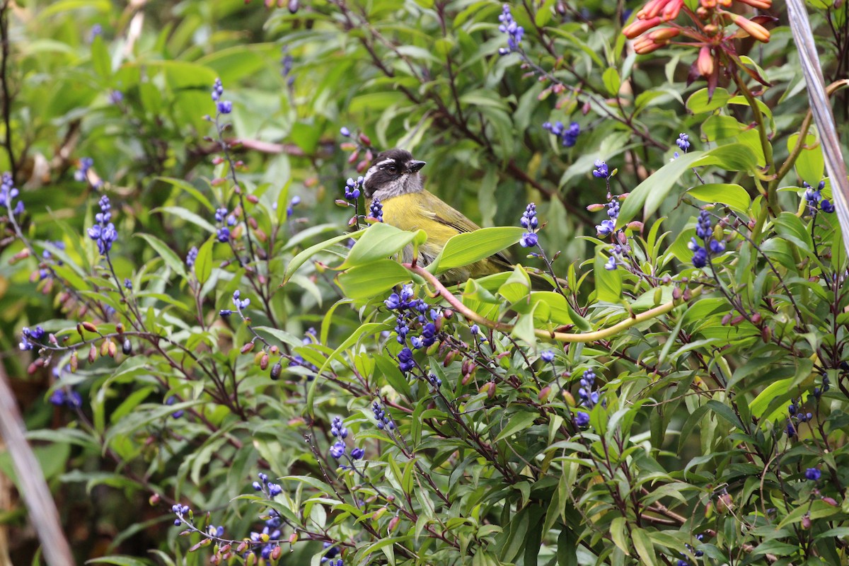 Sooty-capped Chlorospingus - ML189641341