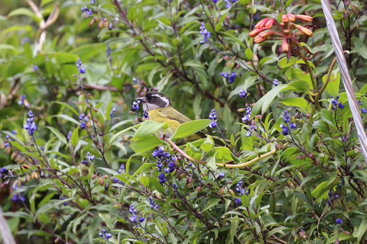 Sooty-capped Chlorospingus - ML189641391