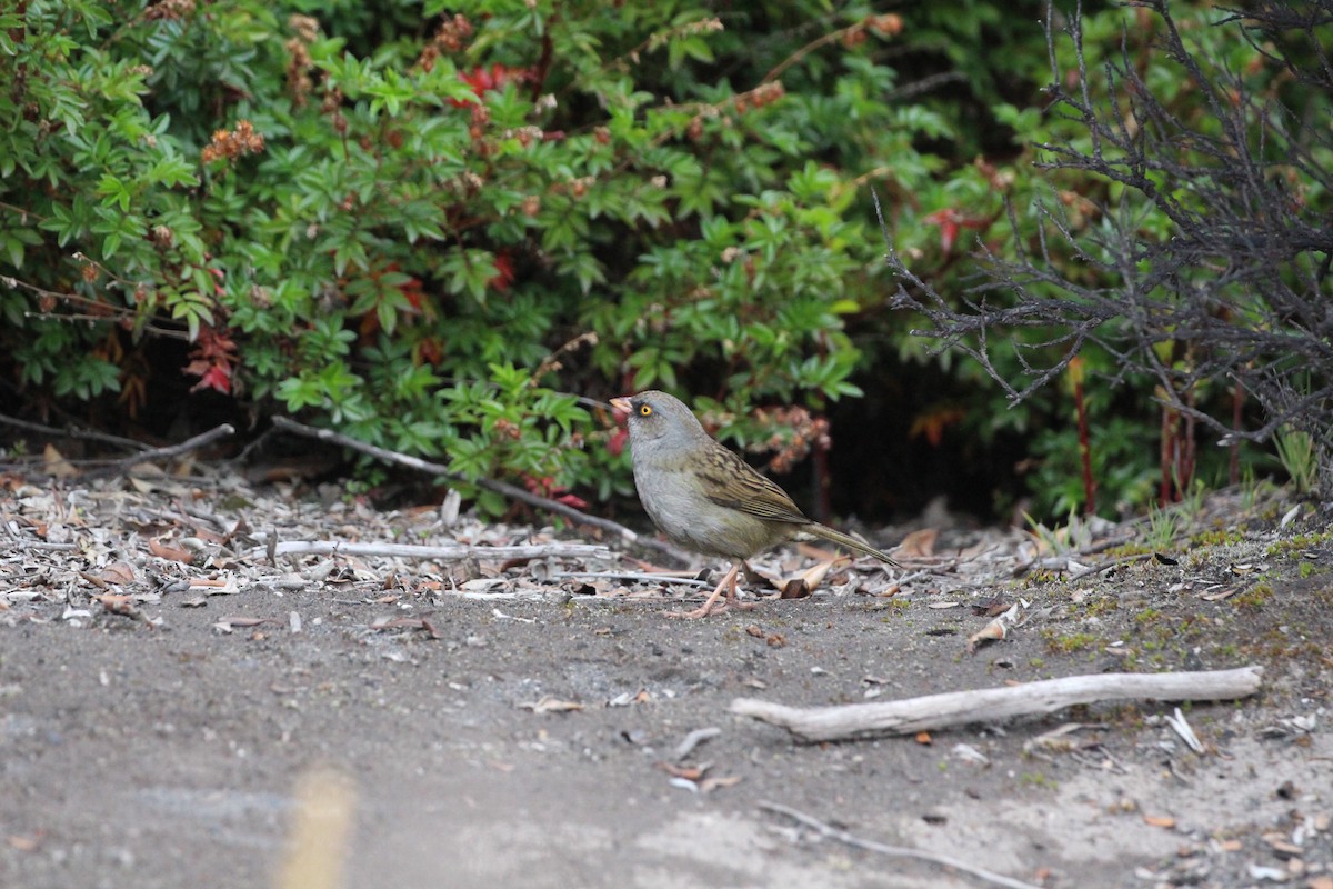 Junco de Los Volcanes - ML189641511