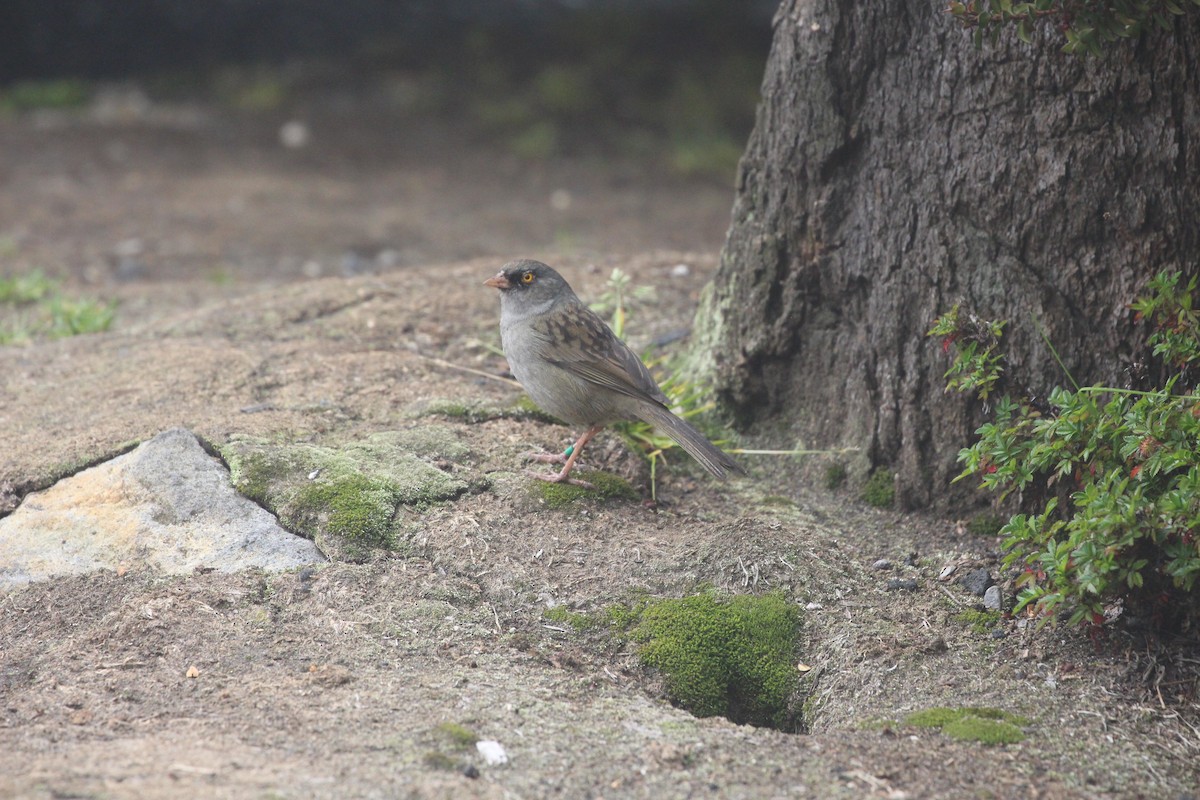 Junco de Los Volcanes - ML189641671