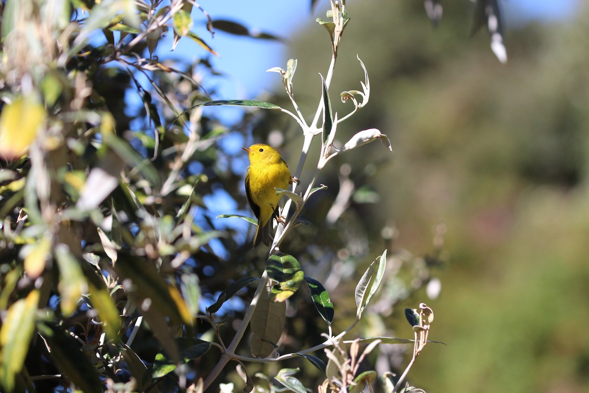 Wilson's Warbler - ML189641861