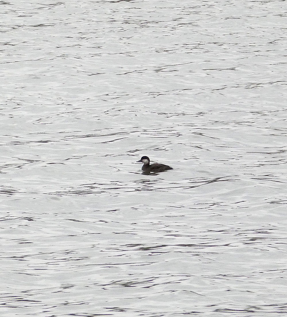 Black Scoter - Amy Henrici