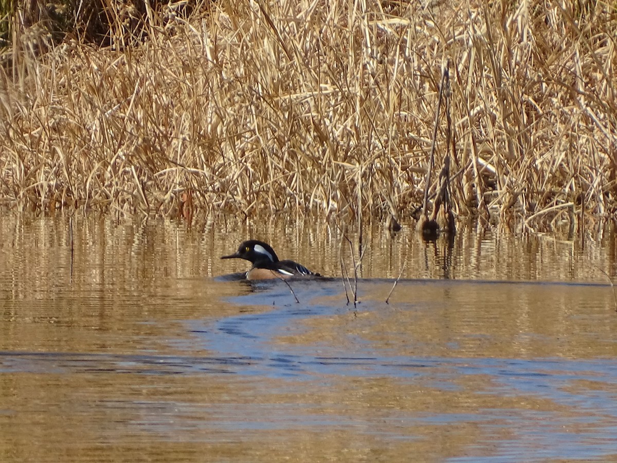 Hooded Merganser - ML189642851