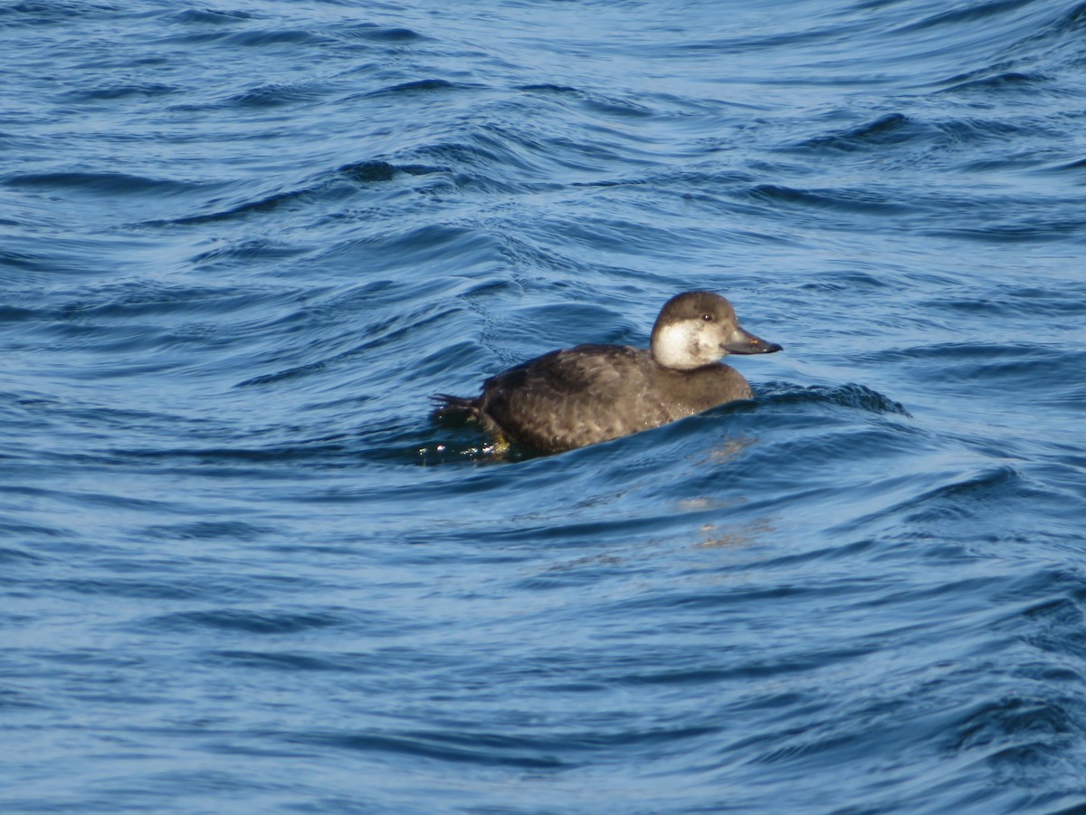 Black Scoter - ML189643591