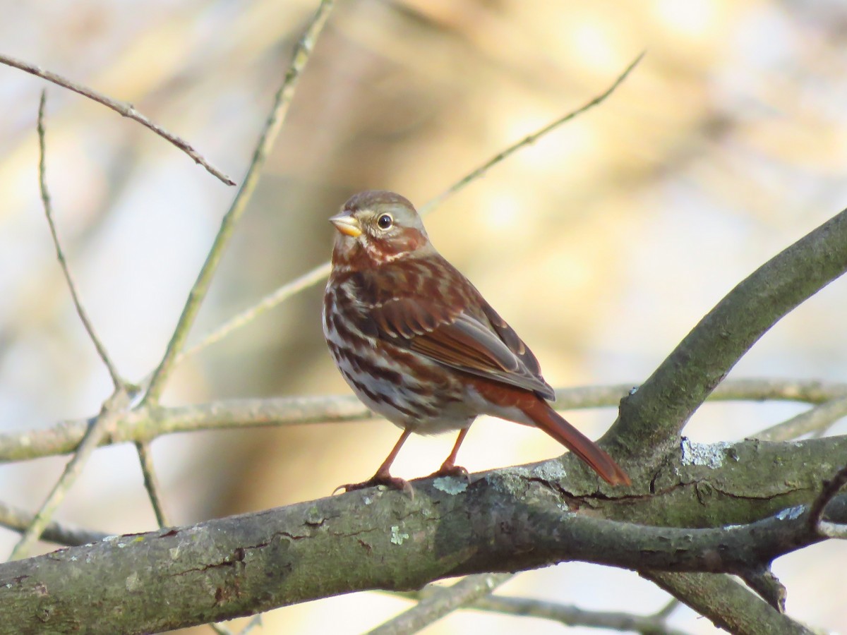 Fox Sparrow - ML189647261