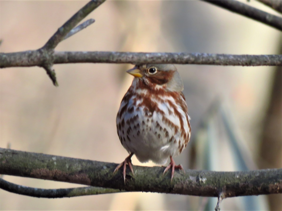 Fox Sparrow - ML189647401