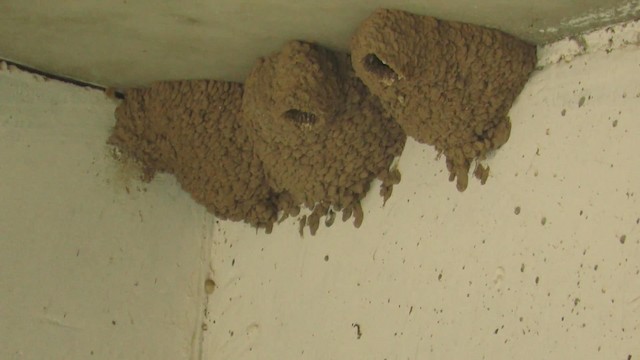 Golondrina Sureña - ML189648141