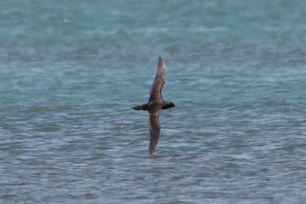 Short-tailed Shearwater - Deborah Metters