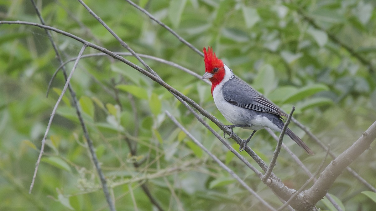 Red-crested Cardinal - Ignacio Zapata