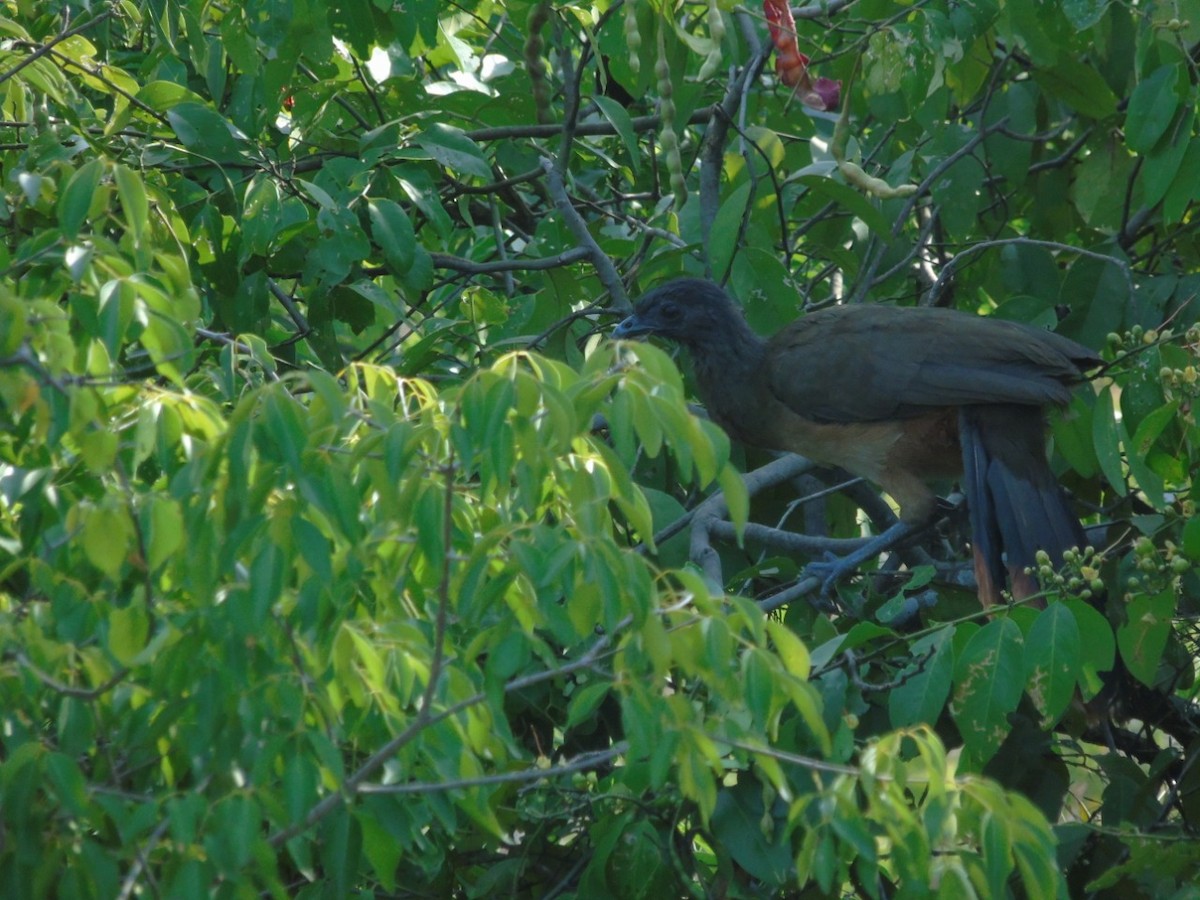 Rufous-vented Chachalaca - ML189650361