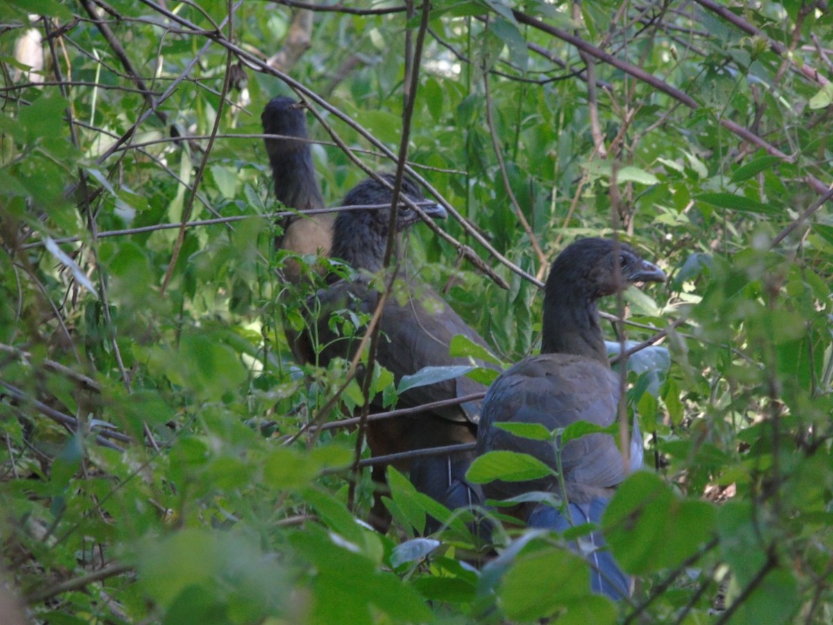 Rufous-vented Chachalaca - ML189650391