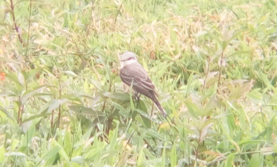 Scissor-tailed Flycatcher - Oliver Gereda