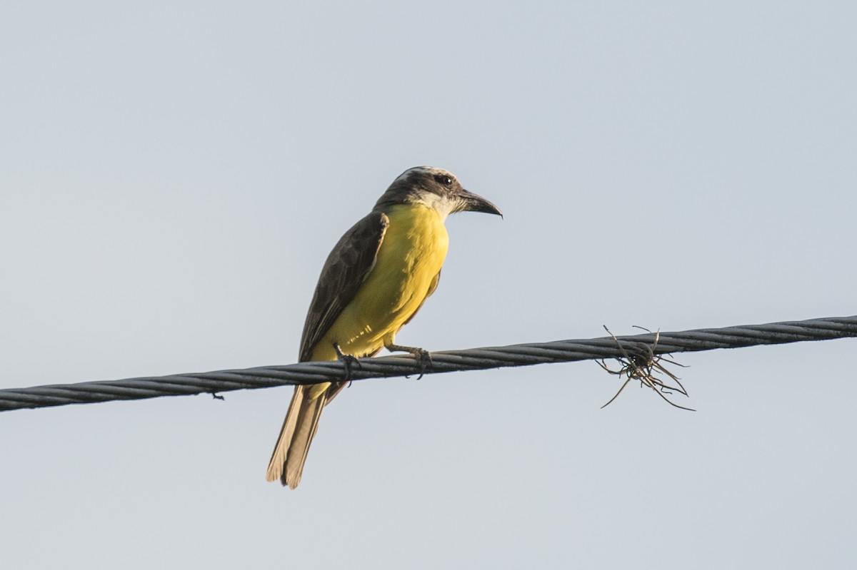 Boat-billed Flycatcher - ML189650501