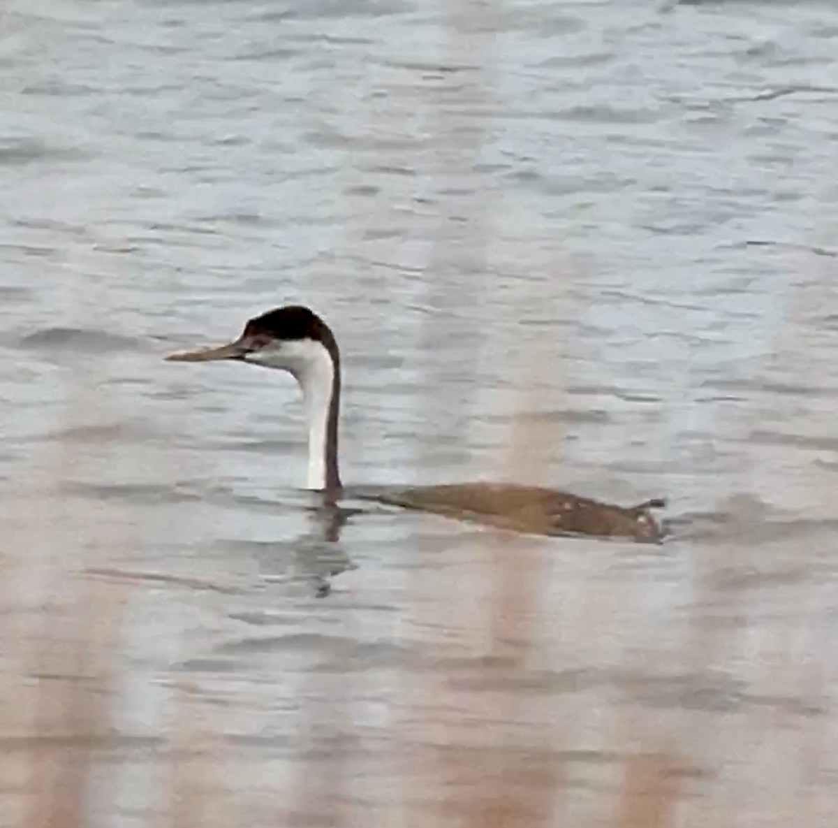 Western Grebe - ML189651051