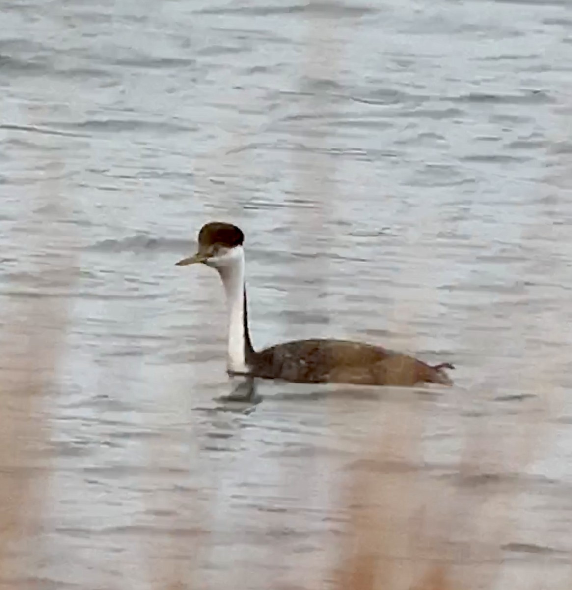 Western Grebe - ML189651061