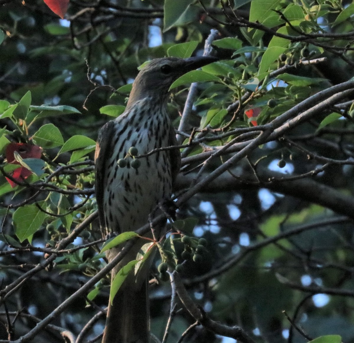 Olive-backed Oriole - Tom Lewis