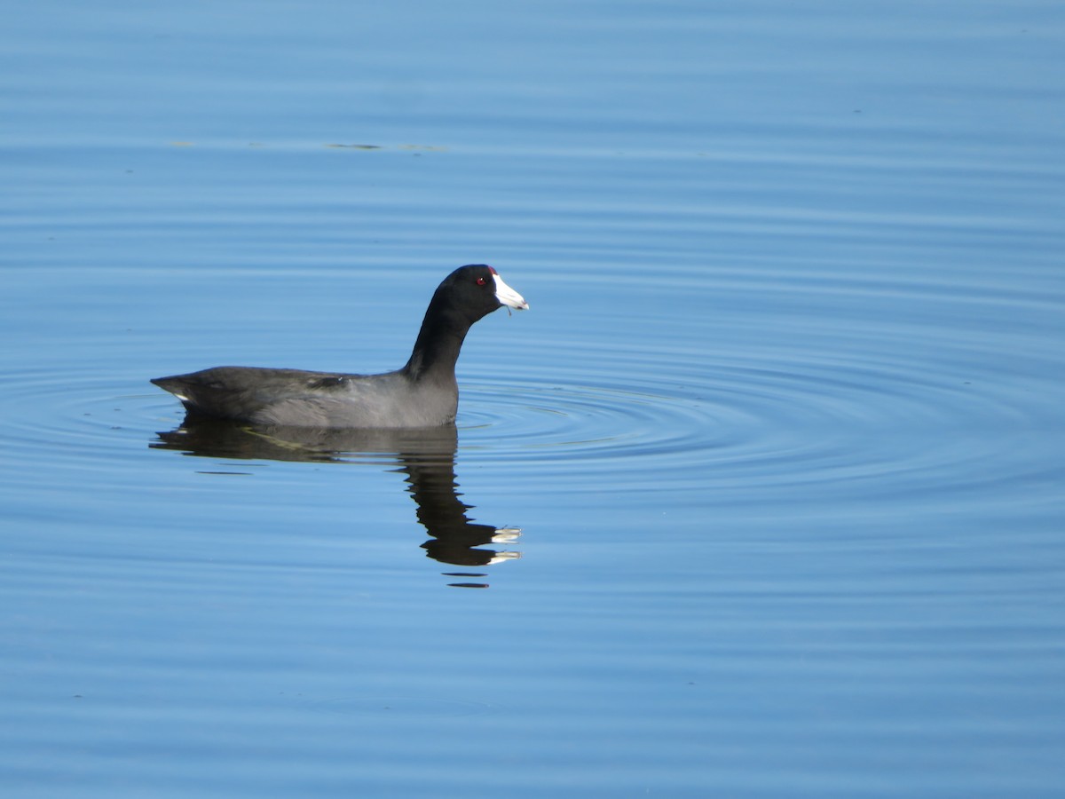 American Coot - karl  schmidt