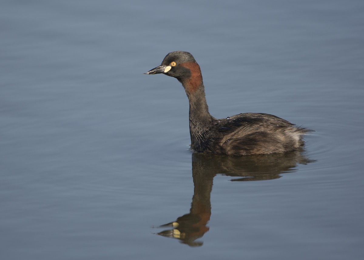 Australasian Grebe - Lucas Brook