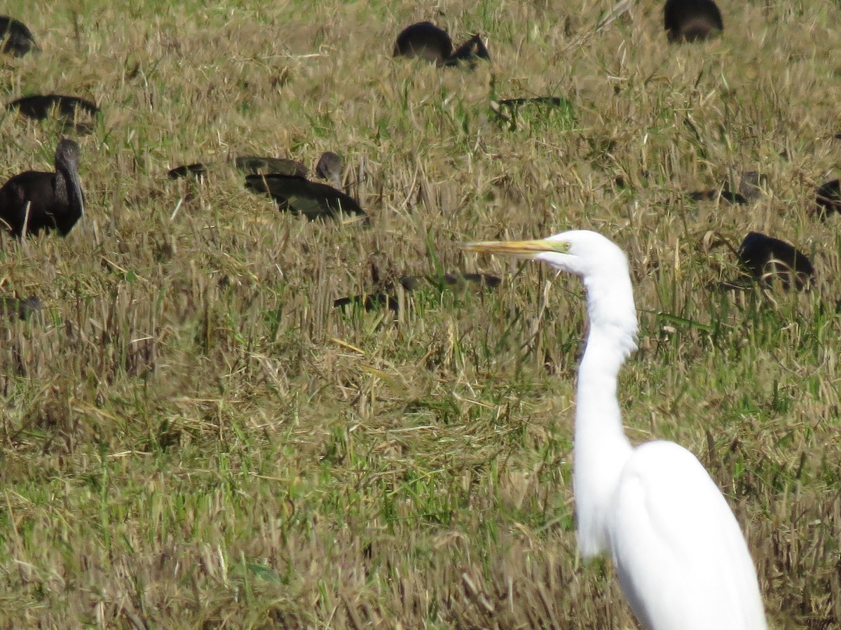 Great Egret - ML189653791