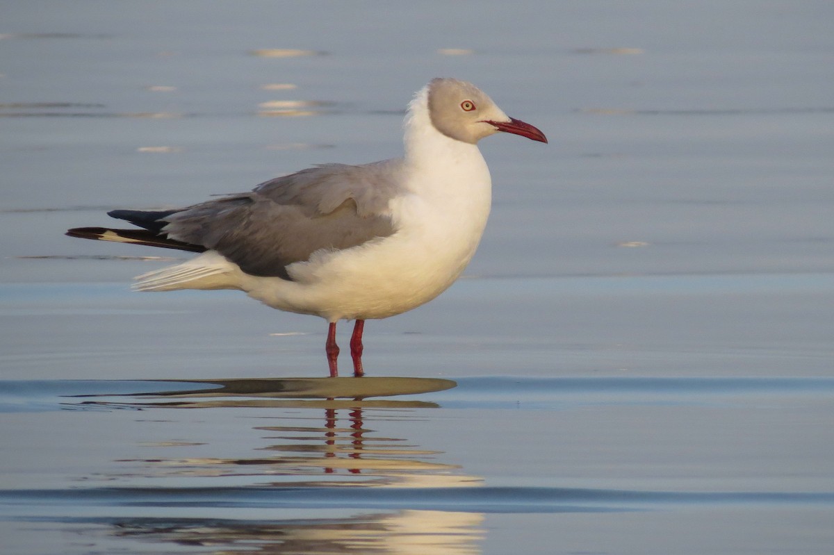 Gray-hooded Gull - ML189655071