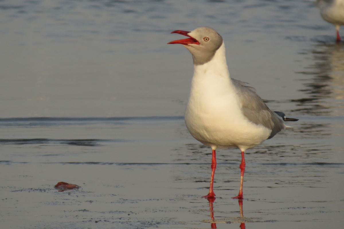 Gray-hooded Gull - ML189655081
