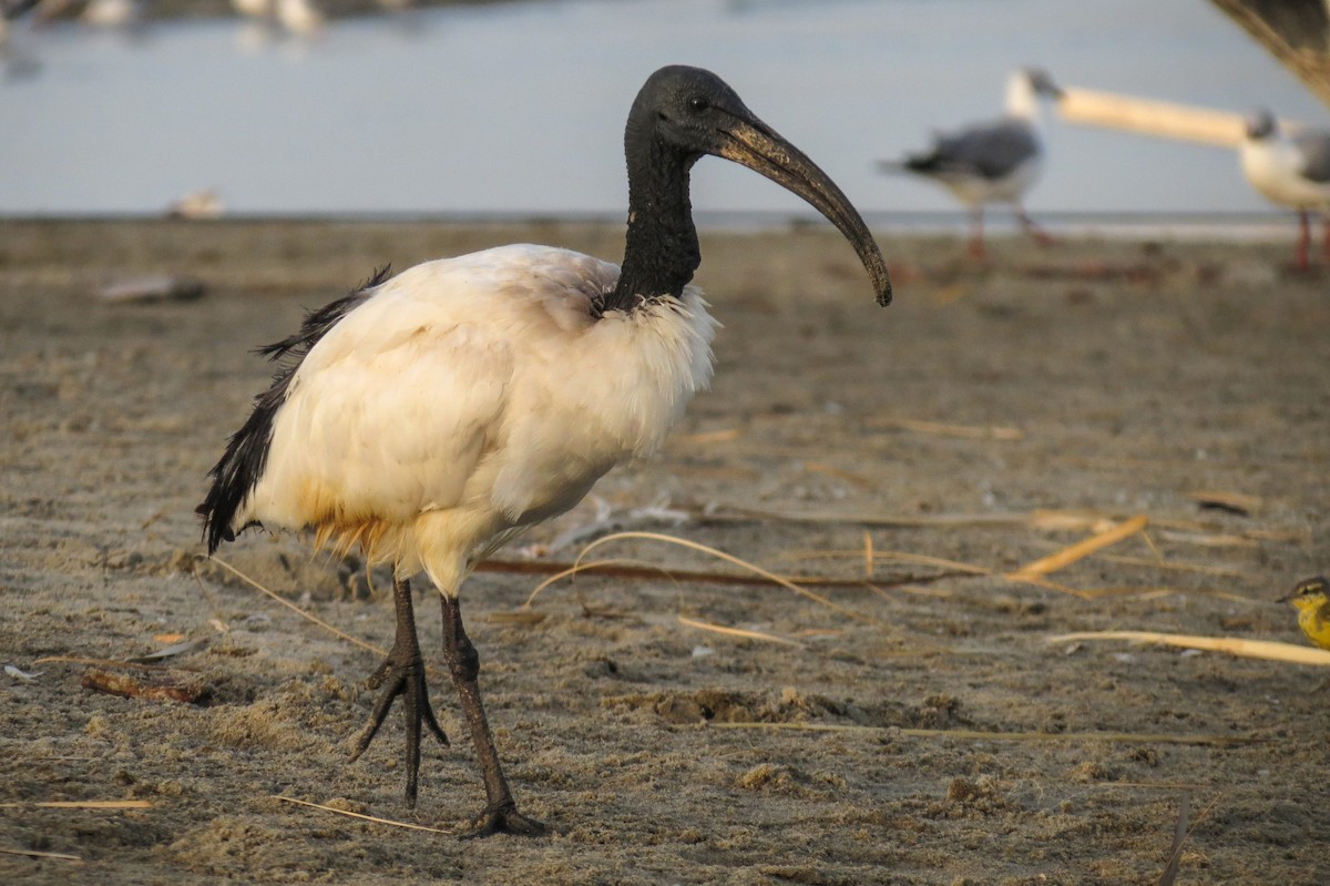 African Sacred Ibis - ML189655161