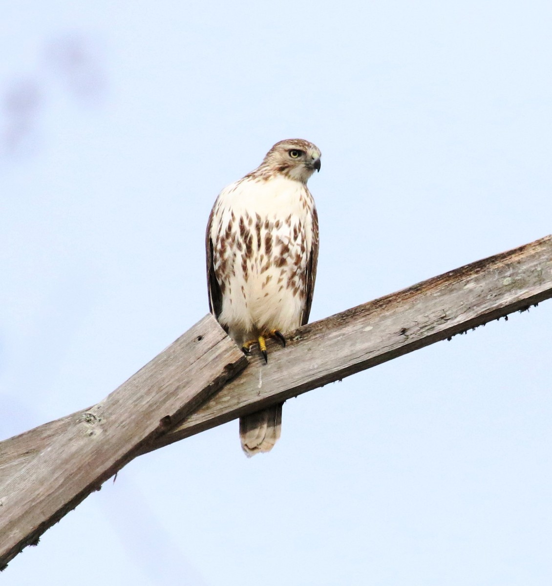 Red-tailed Hawk - ML189655691
