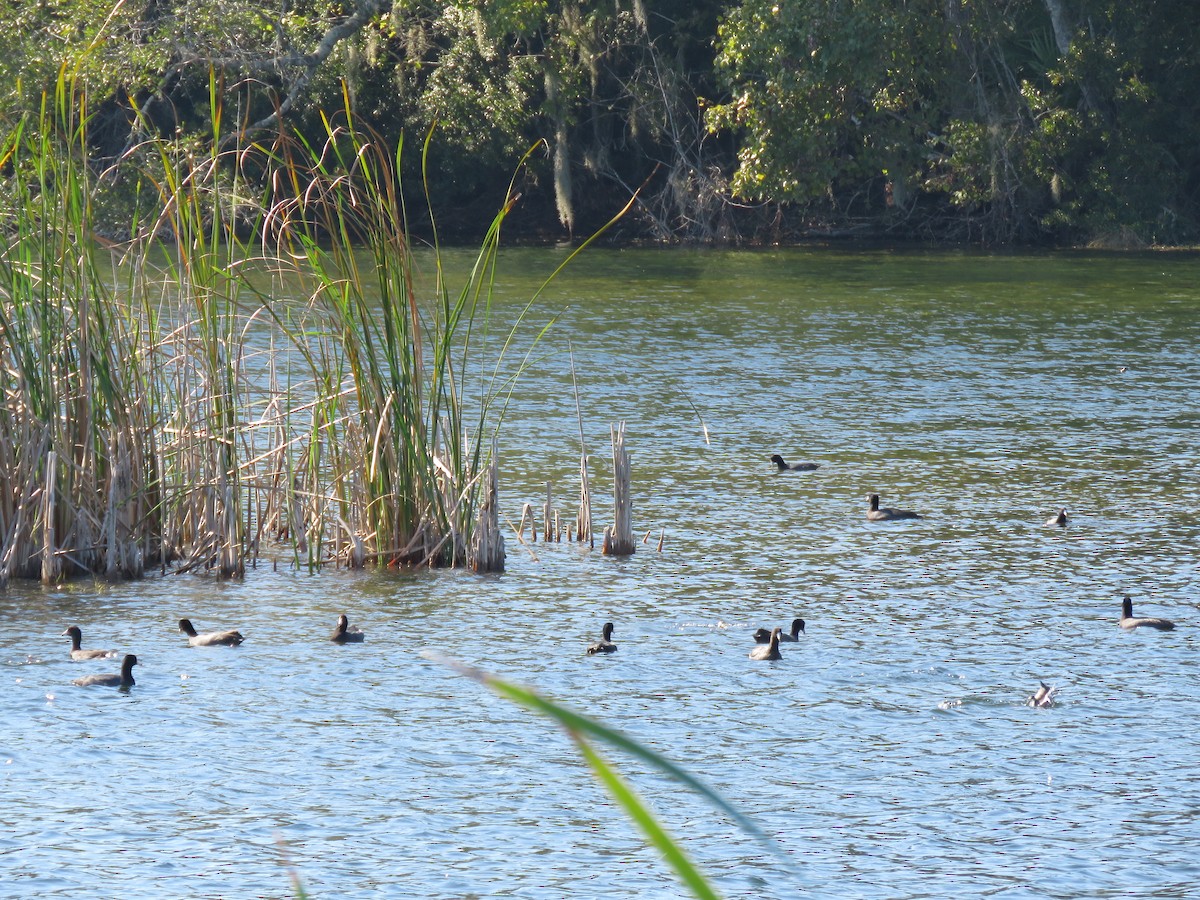 American Coot - ML189656931