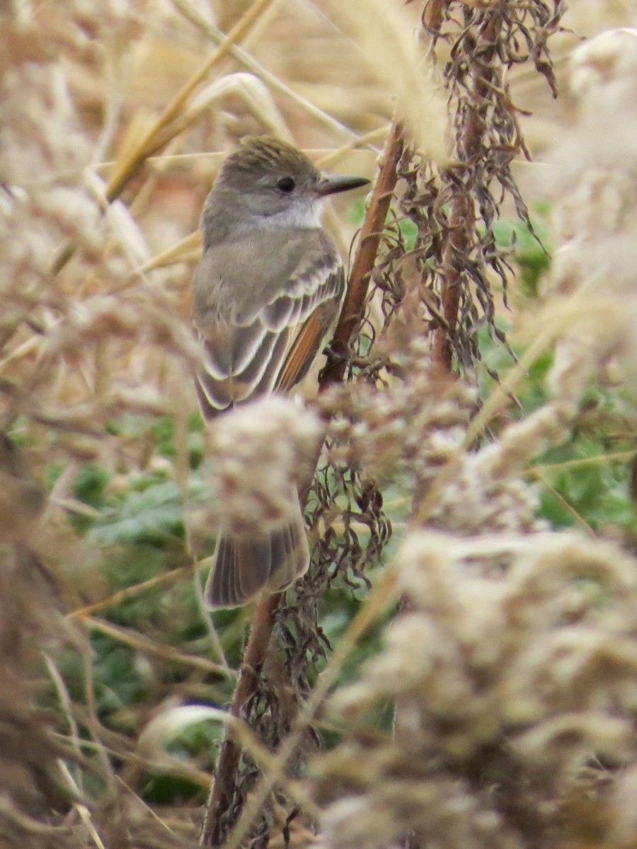 Ash-throated Flycatcher - Ian Gardner