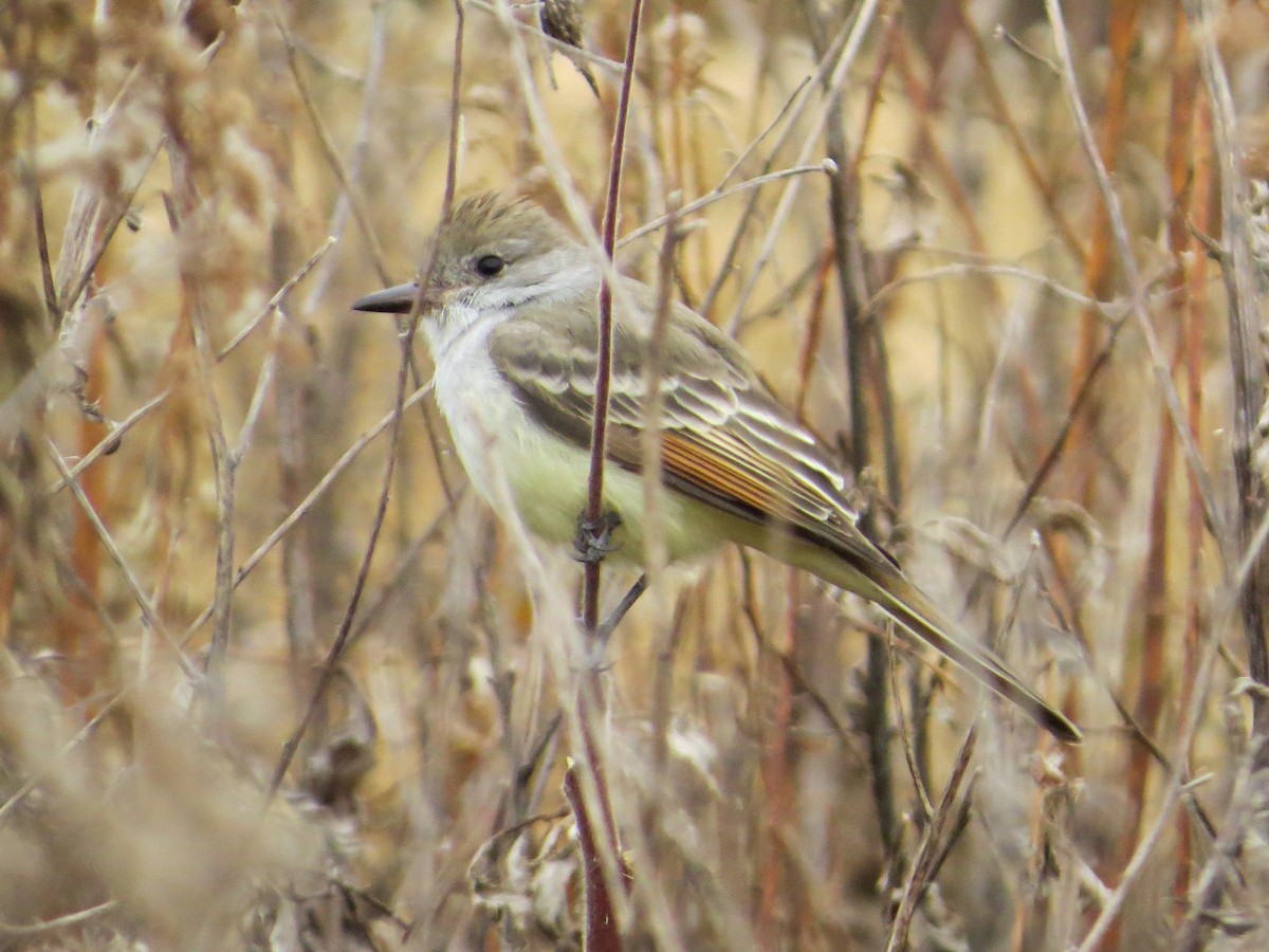 Ash-throated Flycatcher - ML189658471