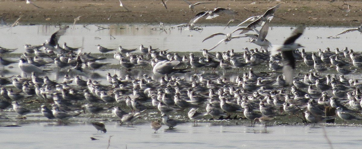 White-winged Tern - ML189658511