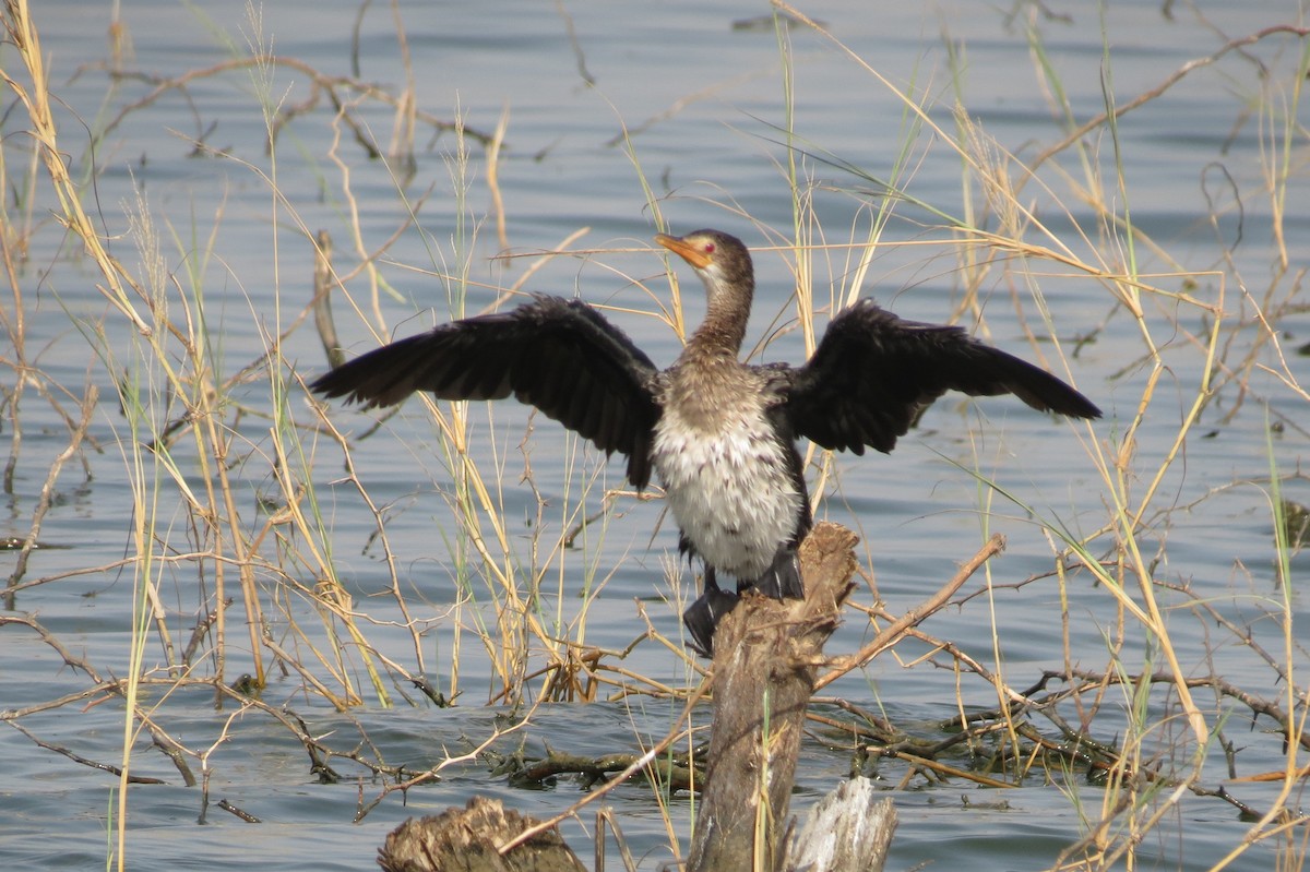 Reed Cormorant - ML189658541