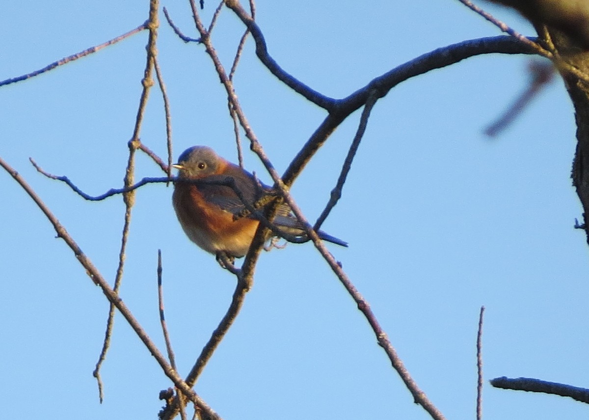 Eastern Bluebird - ML189658691