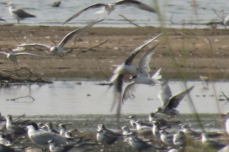 Little Tern - ML189659111