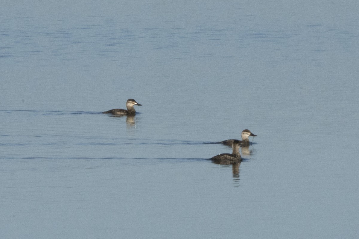 Ruddy Duck - ML189661641