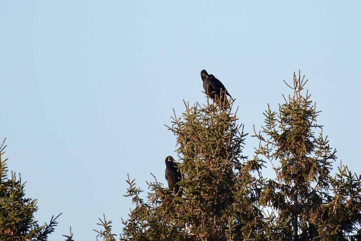 Black Vulture - ML189661681