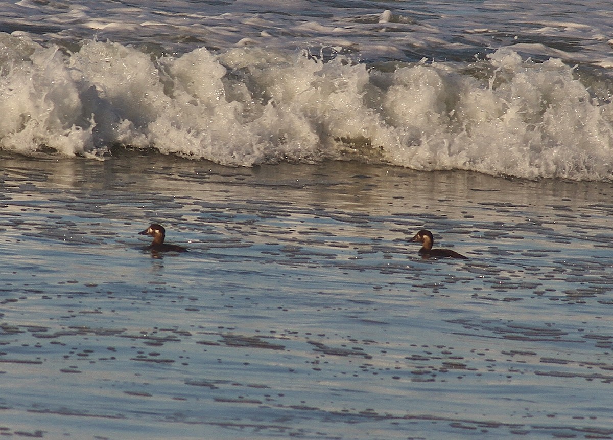 Surf Scoter - ML189662211