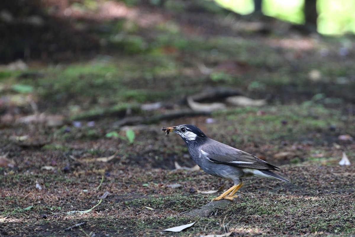 White-cheeked Starling - ML189662241