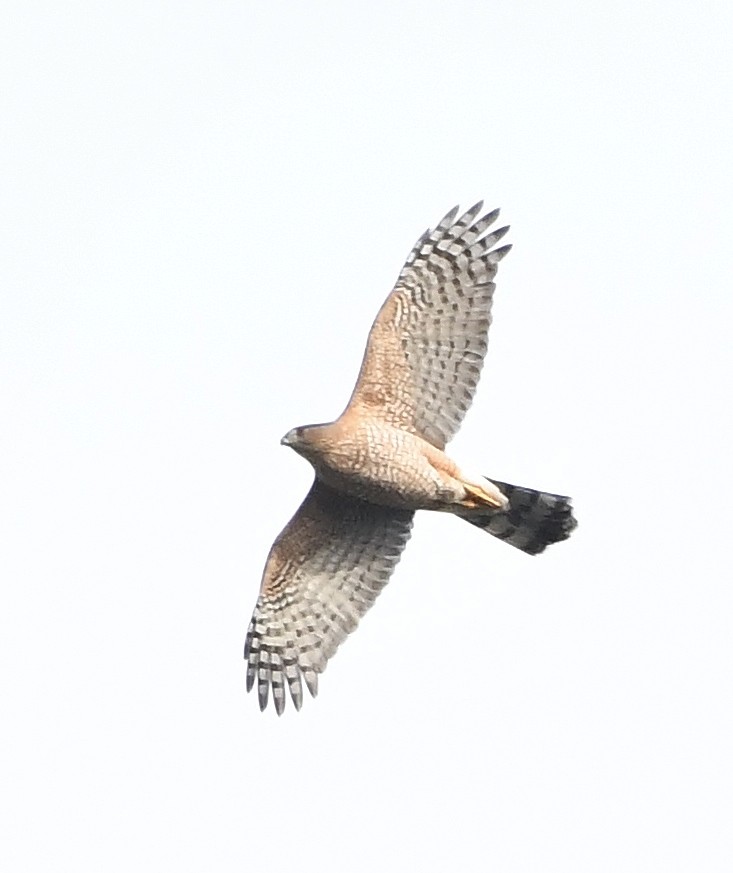 Cooper's Hawk - ML189663301