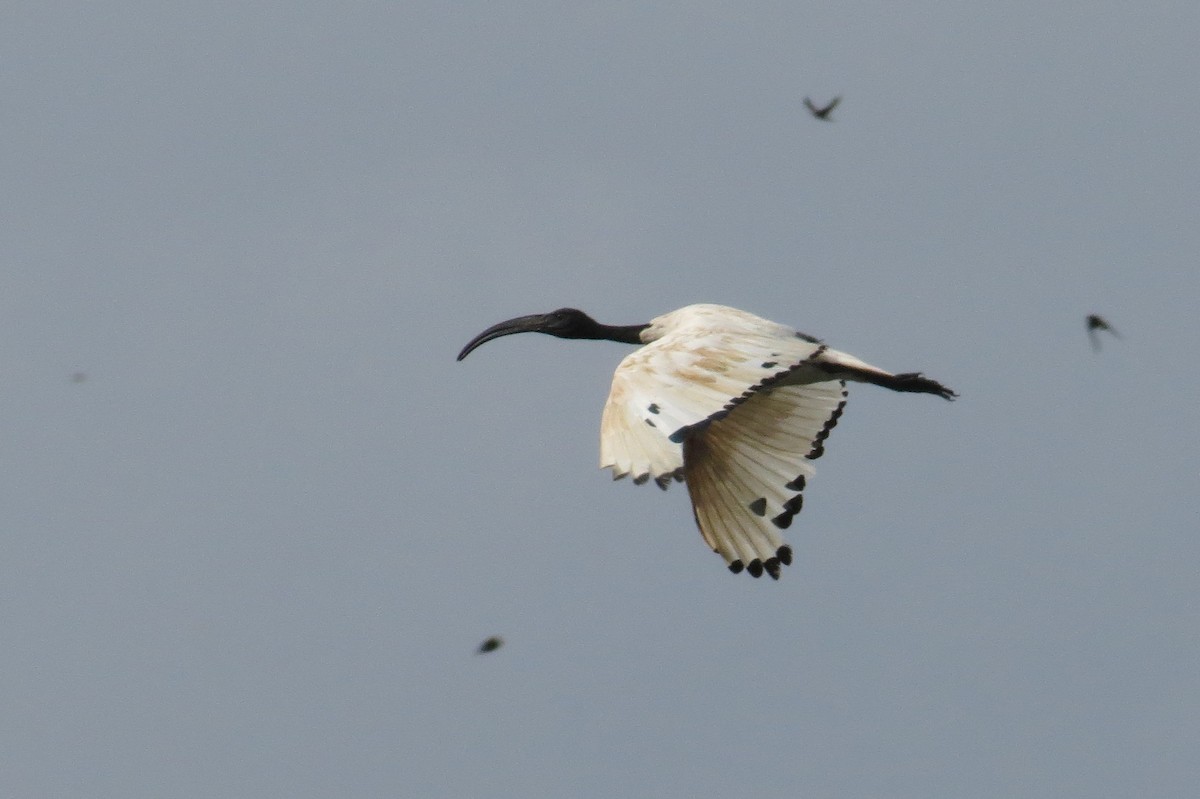 ibis posvátný - ML189664221