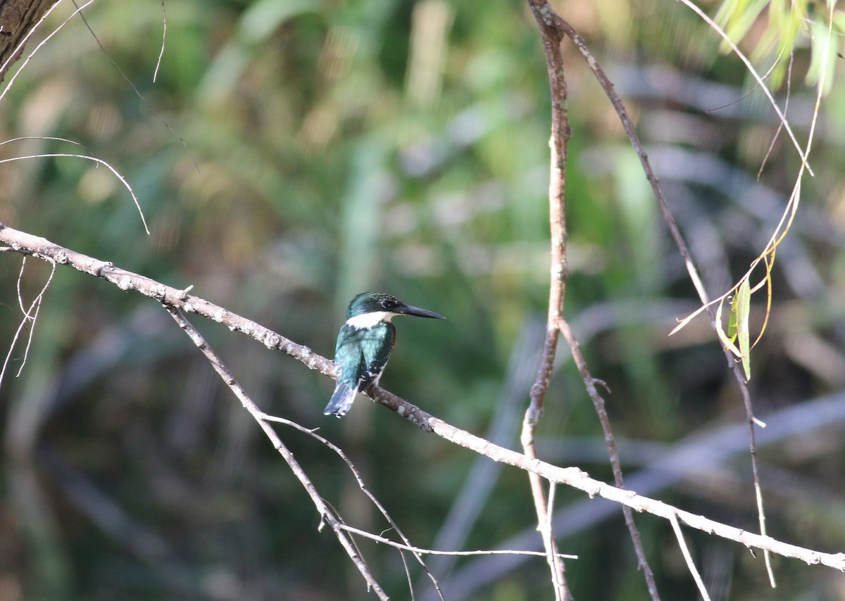 Green Kingfisher - ML189665601