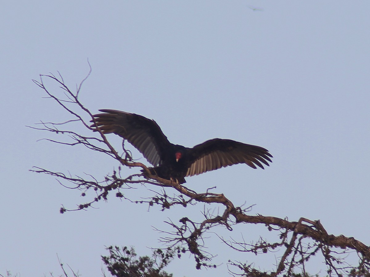 Turkey Vulture - ML189665911